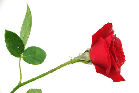 Rec roseの写真素材