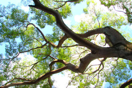        branche                        の写真素材