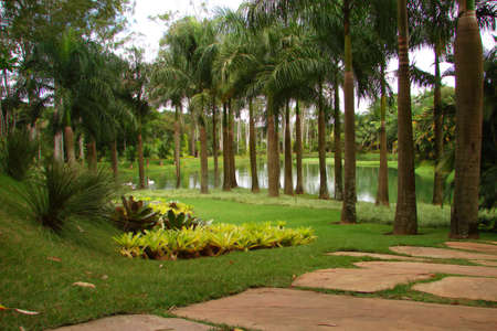 Palms by a lake                               の写真素材