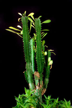 Cactus shot isolated on black background                               の写真素材