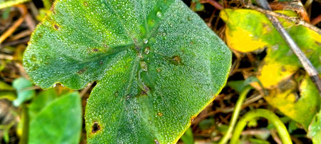 Close up of a green leaf with dew drops on it.
