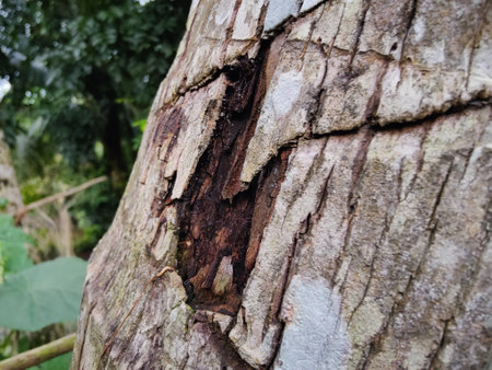 Bark of a tree in the forest, closeup of photo