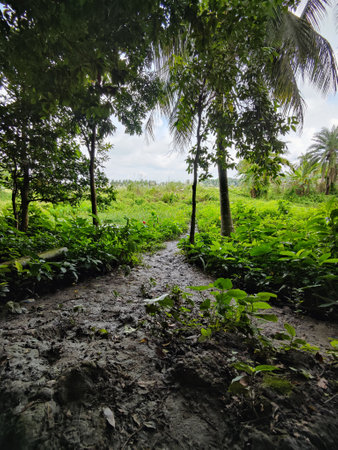 Landscape view of a path in the middle of a tropical forest
