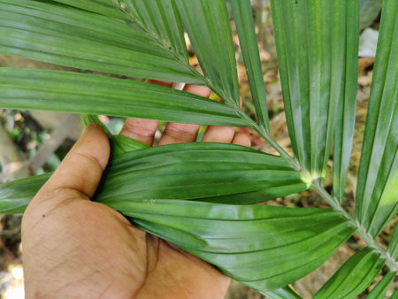 Palm leaf in hand, close up of palm leaf, nature background