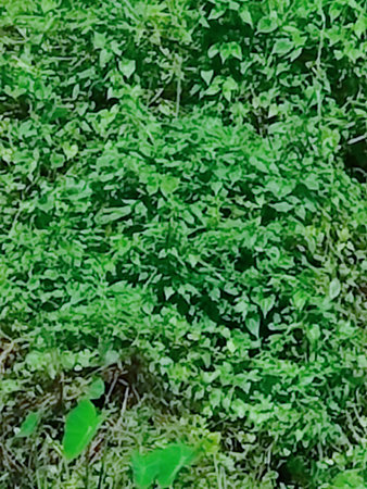 Green leaves background. Green leaves background. Green leaves texture. Green leaves background.の写真素材
