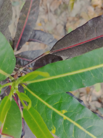 Close up of green leaves of a tree in the garden, stock photo