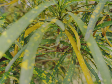Close-up of yellow and green leaves of ornamental plants.の写真素材