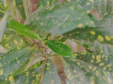 Close up view of green leaves in garden. Natural green background.