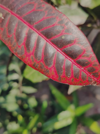 Red leaf of croton plant,Gran Canaria,Spainの写真素材