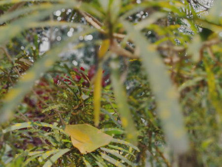 Raindrops on the leaves in the garden. Selective focus.