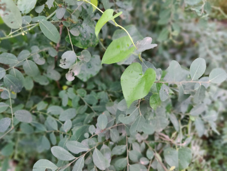 Green leaves of eucalyptus tree in nature garden.