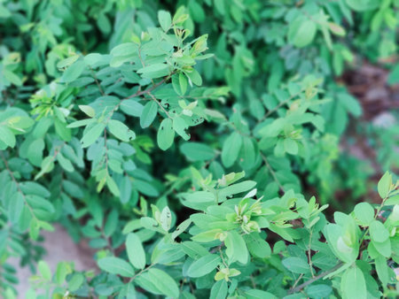 Green leaves background. Green leaves background. Green leaves background. Green leaves background.