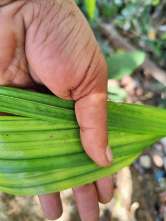 Hand holding a green leaf in the garden. Close up of palm leaf