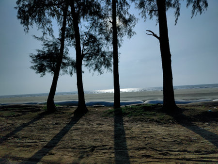 Silhouette of pine trees on the beach in the morning.の写真素材