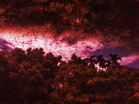 Beautiful tropical forest at sunset. Nature background. Toned.
