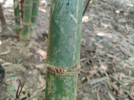 Bamboo stem in the forest, close up of bamboo stem.