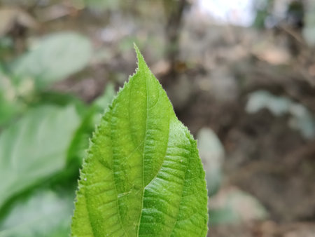 Green leaf of tea plant. Close up. Selective focus.