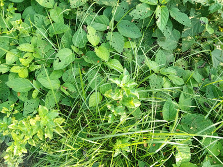 Mint leaves in the garden on the grass background, Thailand.