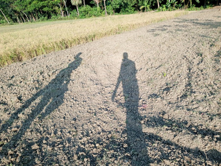 Silhouette of a farmer and his son walking on rice field