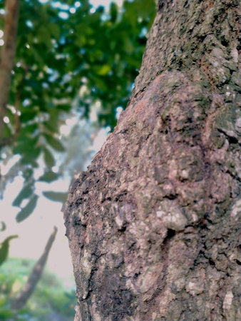 Bark of tree in the forest, Thailand. Macro image.