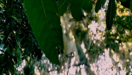 green trees leaves in the forestの写真素材