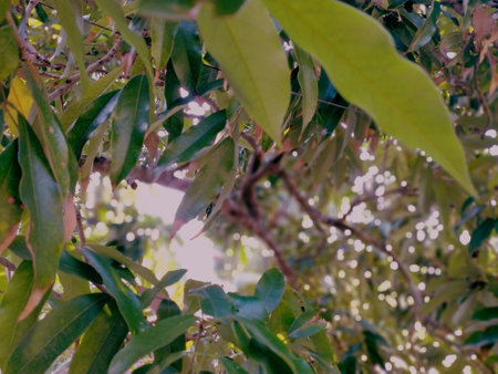 Close up view of the green leaves of a tree in the gardenの写真素材