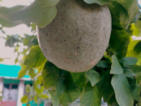 cantaloupe melon fruit on tree in the gardenの写真素材