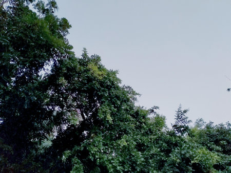 beautiful view of the forest