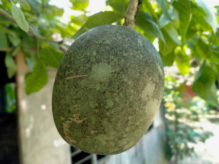 Green bael in the tree . Healthy fruit wallpaper
