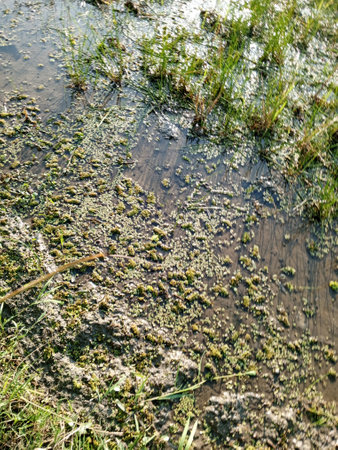 The surface of the lake covered with algae. The texture of the water.
