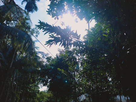 Silhouette of banana tree and blue sky with sun light.の写真素材
