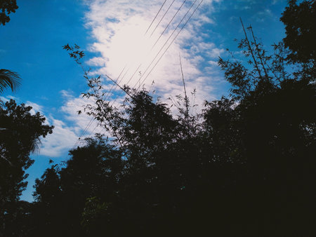 Silhouette of coconut tree and blue sky with white clouds.の写真素材