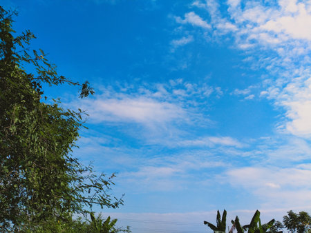 Green trees against the beautiful blue sky and sun.の写真素材