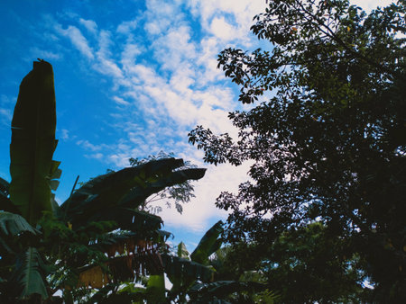 Green trees against the beautiful blue sky and sun.の写真素材