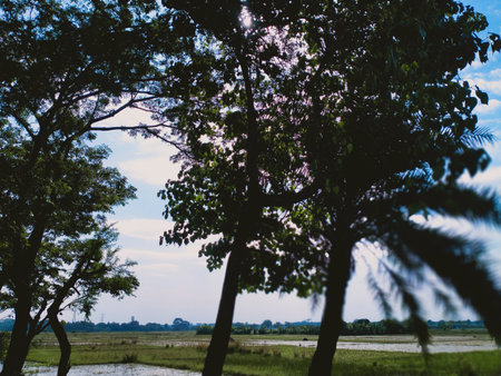 Green trees against the beautiful blue sky and sun.の写真素材