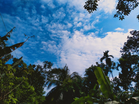 Green trees against the beautiful blue sky and sun.の写真素材