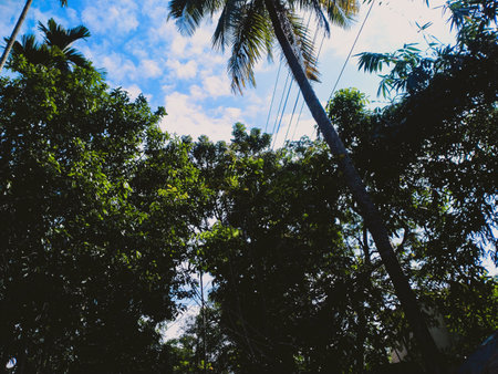 Green trees against the beautiful blue sky and sun.の写真素材