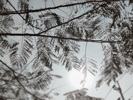 Leaves of a tree against the sky. Selective focus.の写真素材