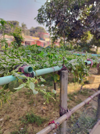 Pepper seedlings in a vegetable garden in the countryside of India