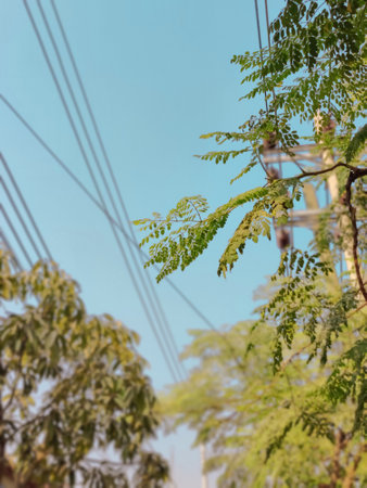 Green leaves on the electric pole with blue sky in the background.の写真素材