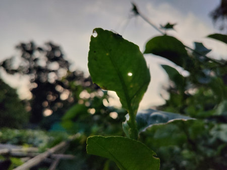 Green tea leaves in the morning light. Selective focus. nature.
