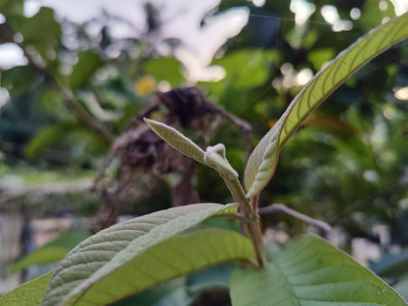 Close up of guava tree (Magnolia guajava)