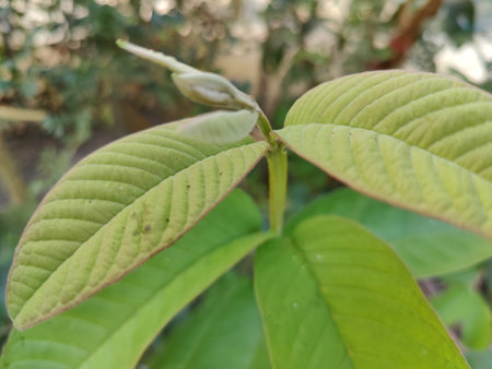green leaves in nature garden, closeup of photoの写真素材
