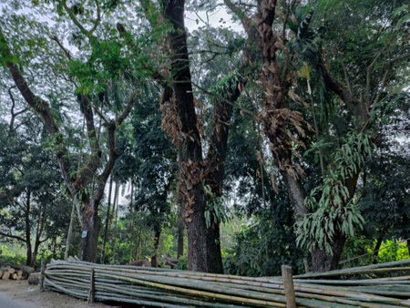 Nature backgroundの写真素材