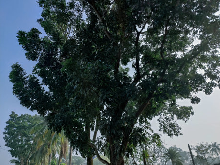 tropical tree in the rainforest of Sri Lanka, Asia.の写真素材