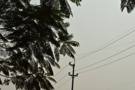 Coconut tree in the morning with electricity pole and wires.の写真素材