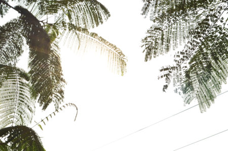 Tropical palm leaf on white background. Sunlight through the branches of trees.の写真素材