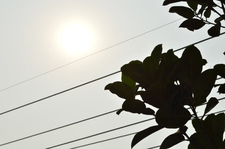 Silhouette of tree and electric wire with the sun in the backgroundの写真素材