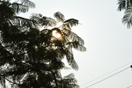 Sunlight through the branches of palm trees in the morning. Selective focus.の写真素材