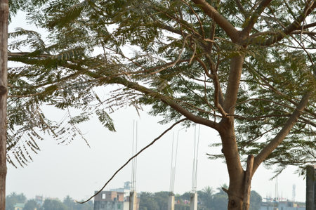 Coconut tree in the park at Bangkok,Thailand.